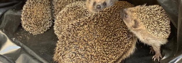 Pro Igel rettet Igel